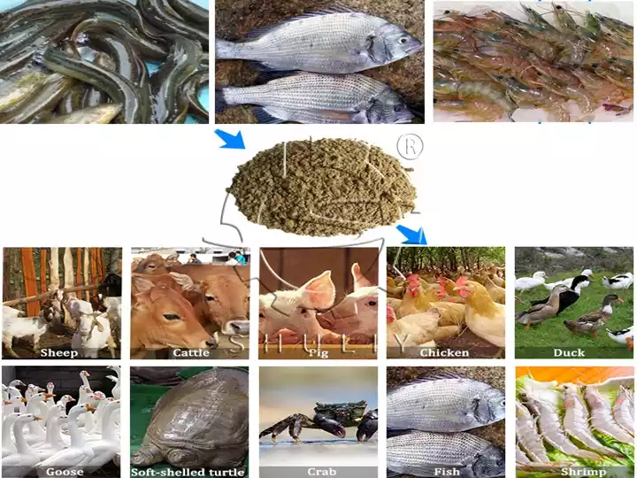 application of fish meal production line